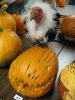 [ First Annual Pumpkin Carving Contest ]